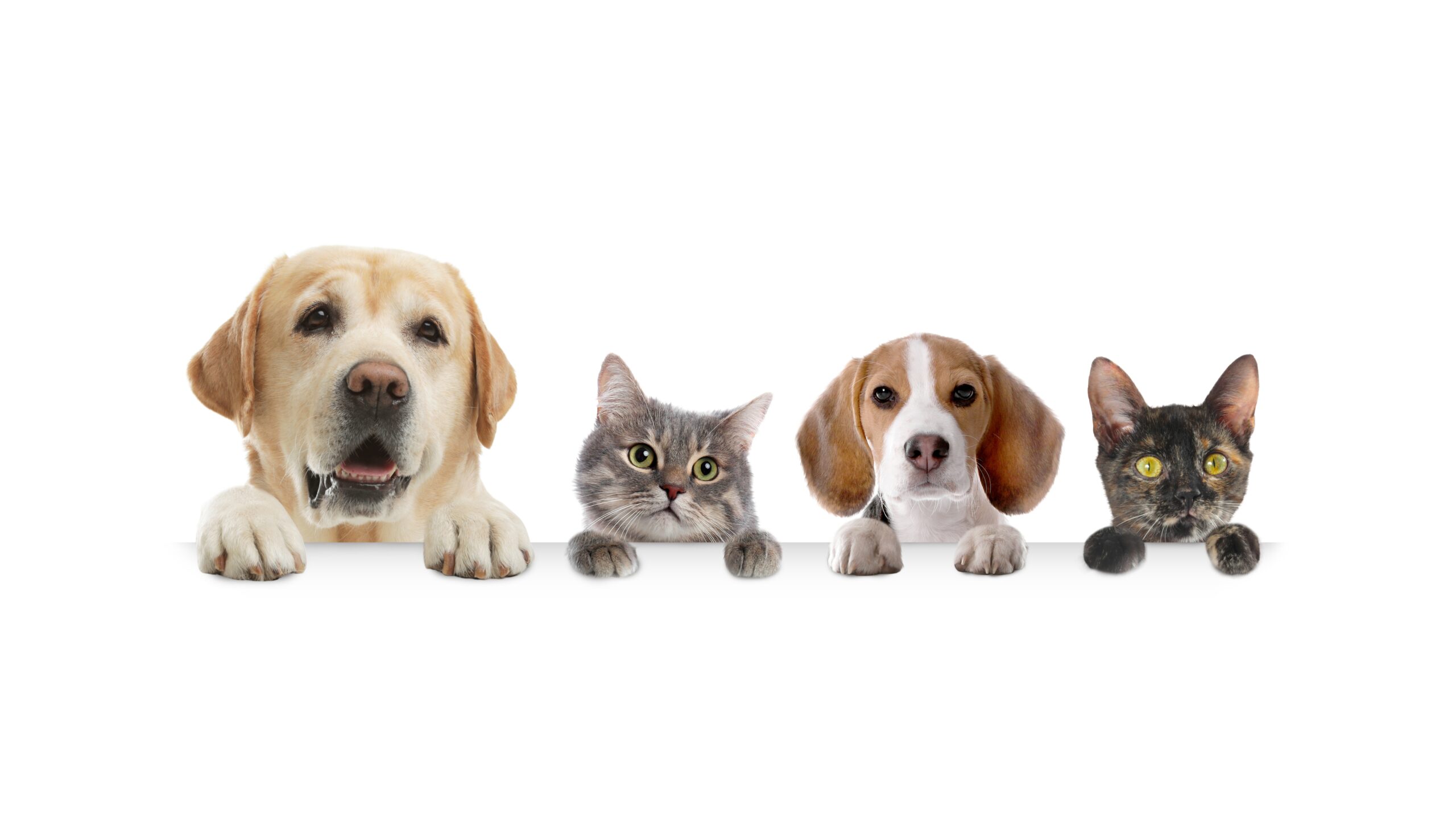 Galapagar celebra una Feria de la Adopción para cuidar a nuestros animales